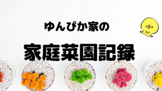 ゆんぴか家の家庭菜園の記録